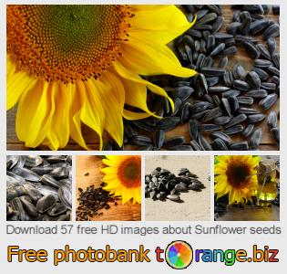 images free photo bank tOrange offers free photos from the section:  sunflower-seeds