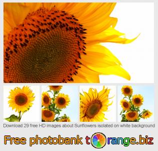 images free photo bank tOrange offers free photos from the section:  sunflowers-isolated-white-background