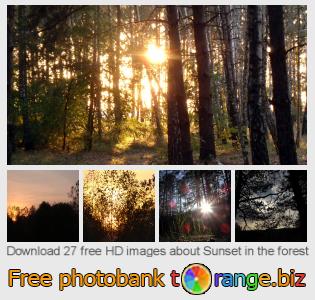 images free photo bank tOrange offers free photos from the section:  sunset-forest