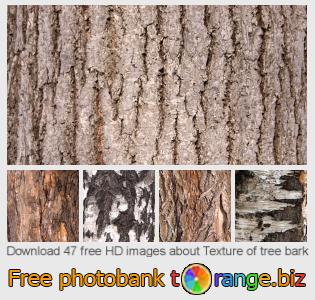images free photo bank tOrange offers free photos from the section:  texture-tree-bark