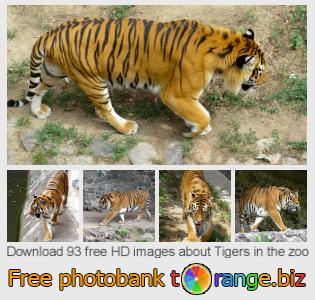 images free photo bank tOrange offers free photos from the section:  tigers-zoo