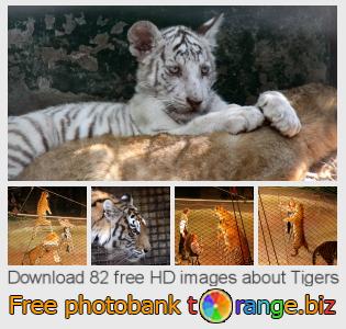 images free photo bank tOrange offers free photos from the section:  tigers