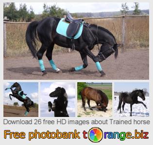 images free photo bank tOrange offers free photos from the section:  trained-horse