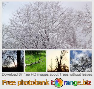 images free photo bank tOrange offers free photos from the section:  trees-without-leaves