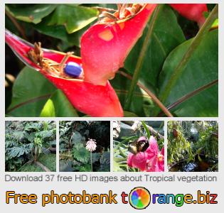 images free photo bank tOrange offers free photos from the section:  tropical-vegetation