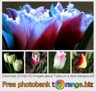 images free photo bank tOrange offers free photos from the section:  tulips-dark-background