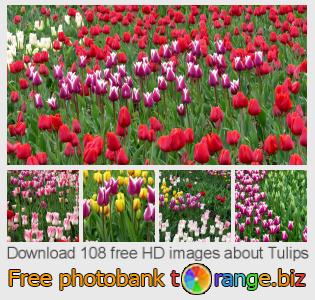 images free photo bank tOrange offers free photos from the section:  tulips