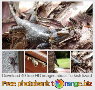 images free photo bank tOrange offers free photos from the section:  turkish-lizard