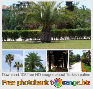 images free photo bank tOrange offers free photos from the section:  turkish-palms