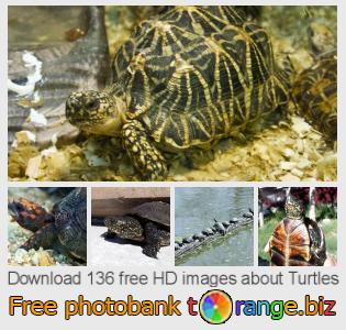 images free photo bank tOrange offers free photos from the section:  turtles