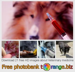 images free photo bank tOrange offers free photos from the section:  veterinary-medicine