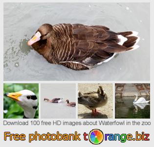 images free photo bank tOrange offers free photos from the section:  waterfowl-zoo