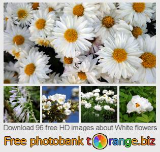 images free photo bank tOrange offers free photos from the section:  white-flowers