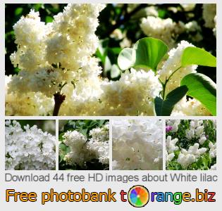images free photo bank tOrange offers free photos from the section:  white-lilac