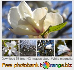 images free photo bank tOrange offers free photos from the section:  white-magnolia