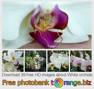 images free photo bank tOrange offers free photos from the section:  white-orchids