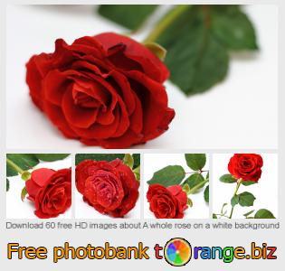 images free photo bank tOrange offers free photos from the section:  whole-rose-white-background