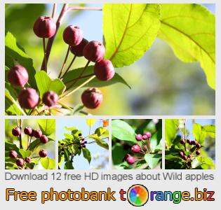 images free photo bank tOrange offers free photos from the section:  wild-apples