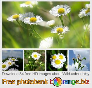 images free photo bank tOrange offers free photos from the section:  wild-aster-daisy