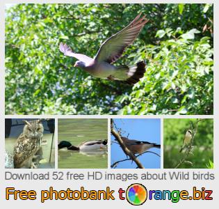 images free photo bank tOrange offers free photos from the section:  wild-birds