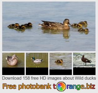 images free photo bank tOrange offers free photos from the section:  wild-ducks