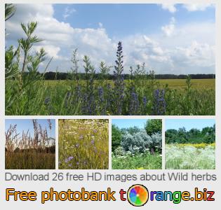 images free photo bank tOrange offers free photos from the section:  wild-herbs