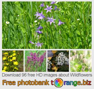 images free photo bank tOrange offers free photos from the section:  wildflowers