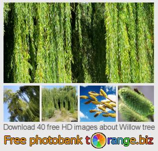 images free photo bank tOrange offers free photos from the section:  willow-tree