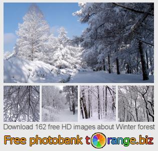 images free photo bank tOrange offers free photos from the section:  winter-forest