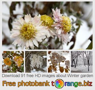 images free photo bank tOrange offers free photos from the section:  winter-garden