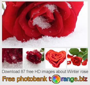 images free photo bank tOrange offers free photos from the section:  winter-rose