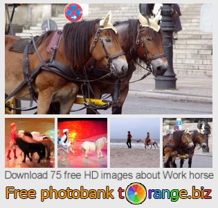 images free photo bank tOrange offers free photos from the section:  work-horse