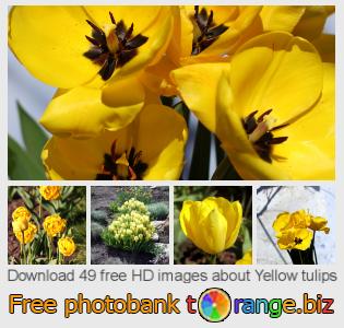 images free photo bank tOrange offers free photos from the section:  yellow-tulips