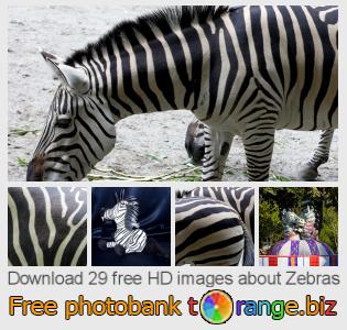images free photo bank tOrange offers free photos from the section:  zebras