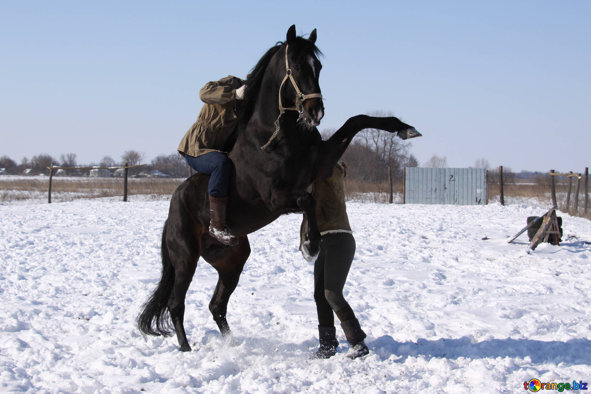 Black stallion rome major stuffs tighty