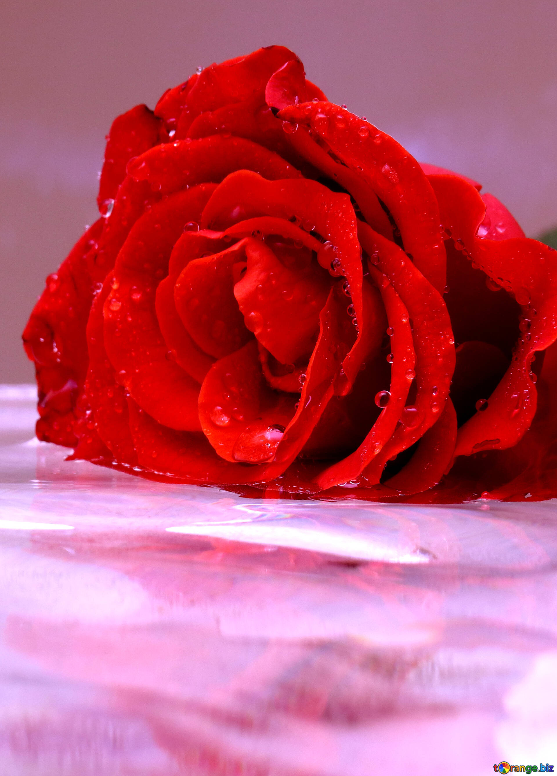 玫瑰与水中的倒影 美丽的玫瑰 玫瑰花 № 16899
