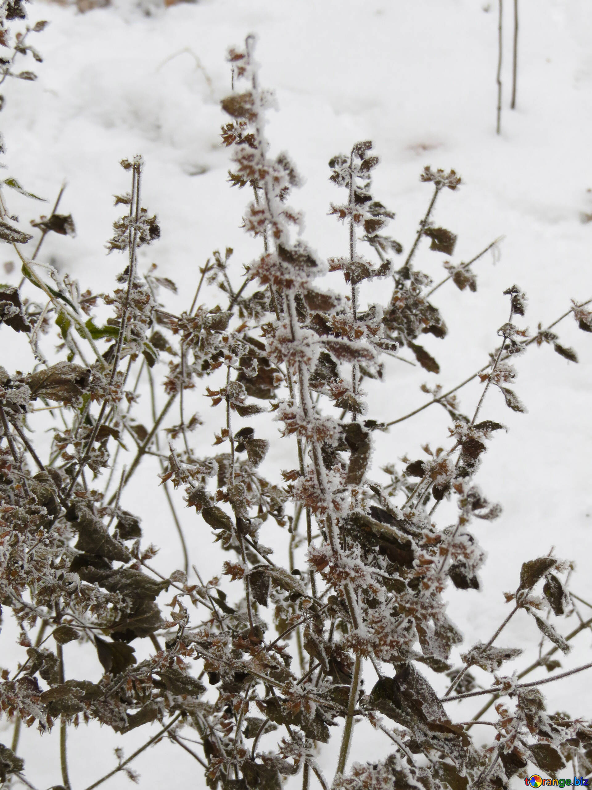 冻花 在冬天的植物 雪№ 38159
