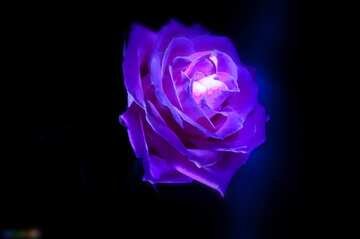 FX №675 Purple color. Blue Rose.