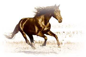 FX №1836 Monochrome. Horse.