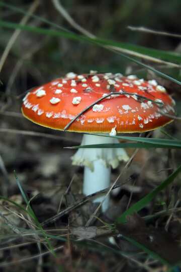 FX №1524 Red color. Hallucinogenic mushroom.