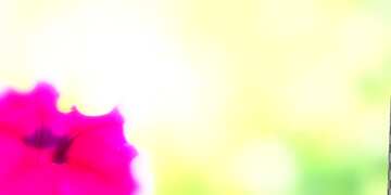 FX №10429 flower blur banner  background