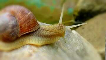 FX №10090 Horned snail blur frame