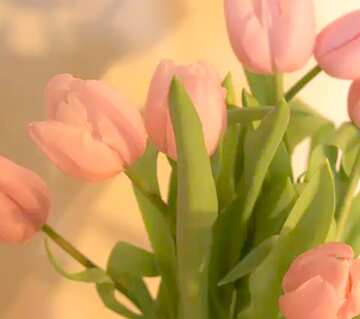 FX №108860 Tulips bouquet effect card