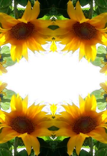 FX №11336 sunflowers pattern background