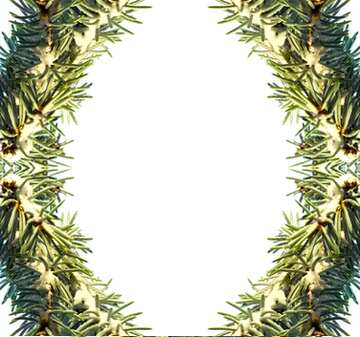 FX №11537 Graphics spruce branch frame  pattern christmas
