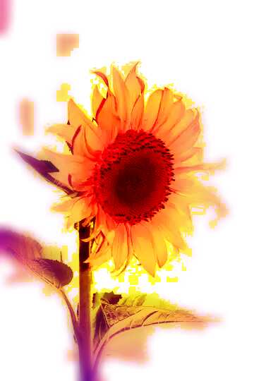 FX №110370  sunflower