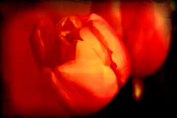FX №110591 Red  Tulip flower  Macro