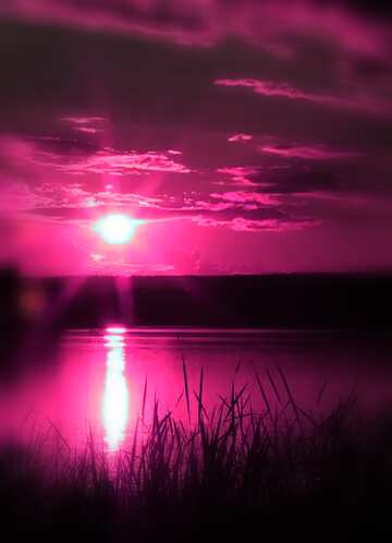 FX №113328 Violet  sunset