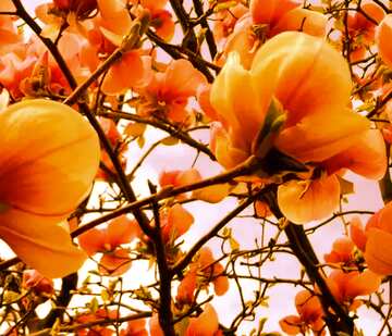 FX №117747 Orange  magnolia