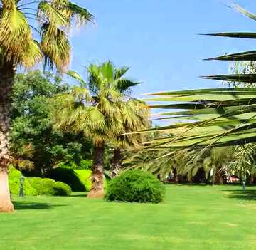FX №12422 palm trees with green lawn